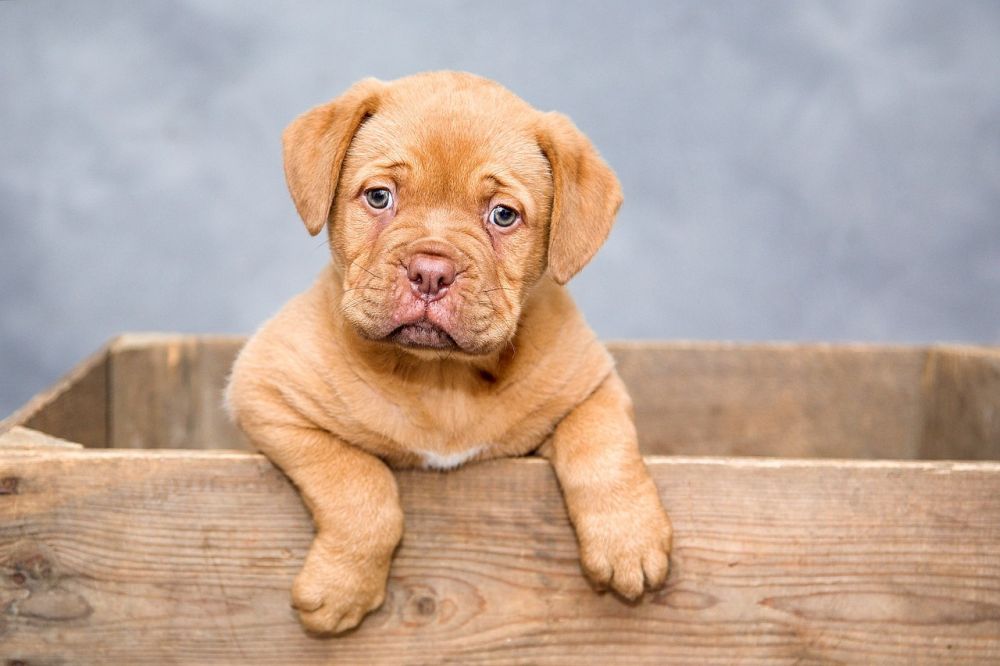 Hunddagis i Sollentuna: En trygg och stimulerande miljö för din hund