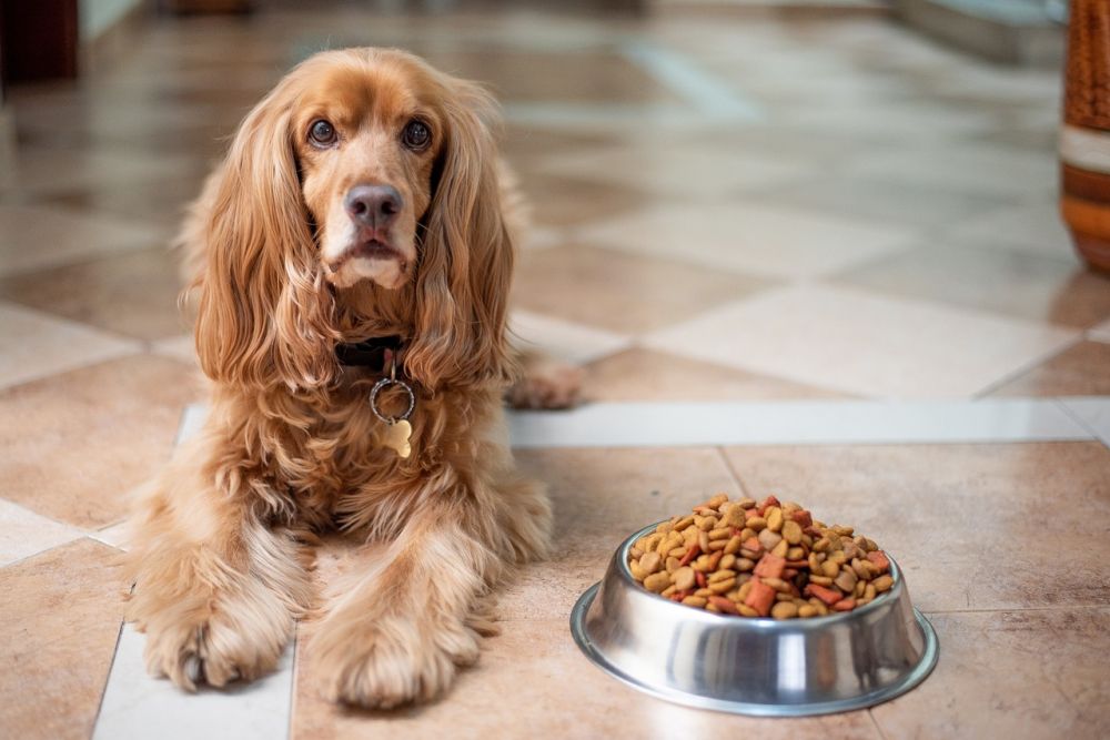 Hundfoder  så väljer du rätt mat för din hund